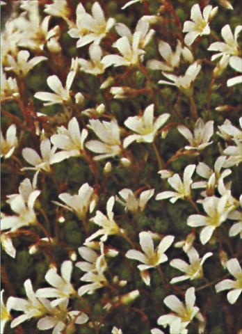 Foto fiore da  Vaso e aiola Saxifraga x arendsii Schneeteppich