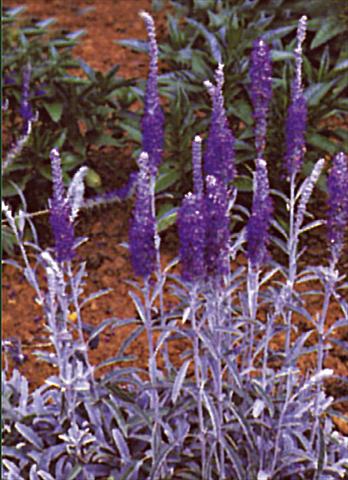 Foto fiore da  Aiuola e/o bordura Veronica spicata Blauteppich