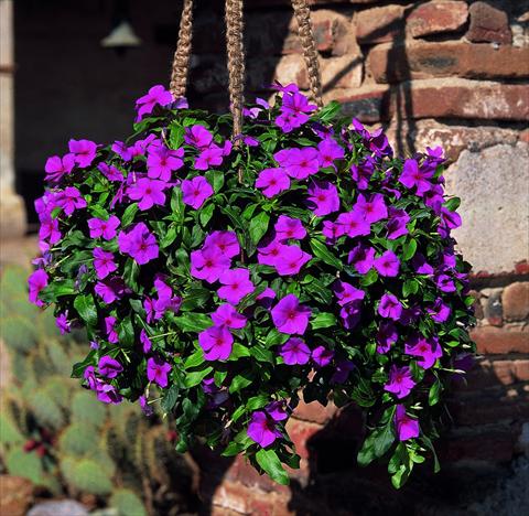 Foto fiore da  Basket o vaso Catharanthus roseus - Vinca Patricia Cascade