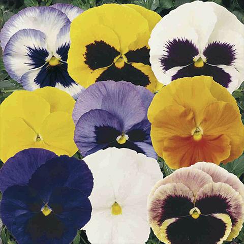 photo of flower to be used as: Pot and bedding Viola wittrockiana Matrix F1 Mix
