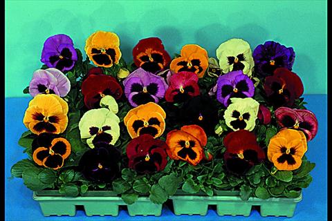 photo of flower to be used as: Bedding / border plant Viola wittrockiana Super Majestic F1 Mix