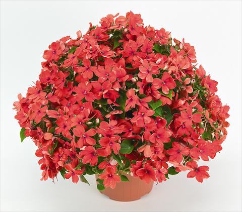 Foto fiore da  Vaso e aiola Impatiens walleriana Cheeky Sparkling Orange