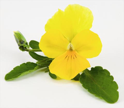 Foto fiore da  Basket o vaso Viola hybrida Friolina® Cascadiz Yellow