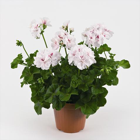 Foto fiore da  Vaso e aiola Pelargonium peltatum Costa Daurada White