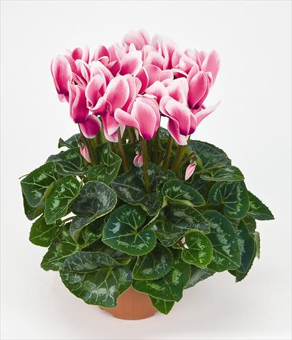 Foto fiore da  Vaso Cyclamen persicum Latinia® Fantasia Fuchsia