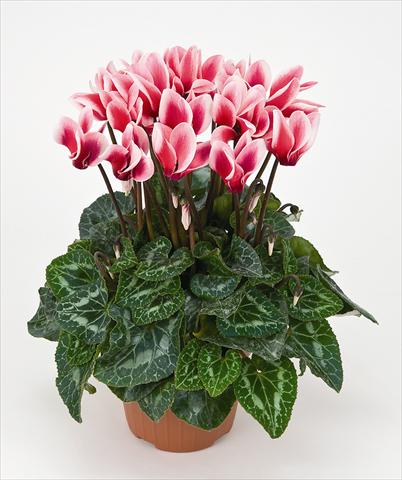 Foto fiore da  Vaso Cyclamen persicum Tianis® Fantasia Saumon