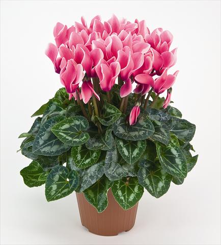 Foto fiore da  Vaso e aiola Cyclamen persicum Tianis® Fantasia Fuchsia