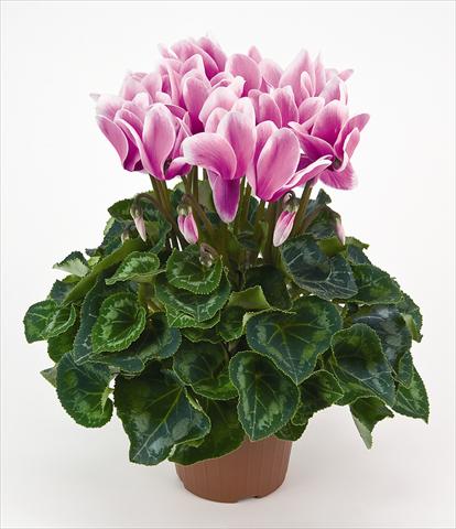 Foto fiore da  Vaso e aiola Cyclamen persicum Latinia® Fantasia Cattleya