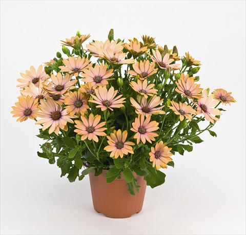 Foto fiore da  Vaso e aiola Osteospermum Side Show Copper Apricot