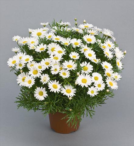 Foto fiore da  Vaso e aiola Argyranthemum Daisy Crazy™ Maria