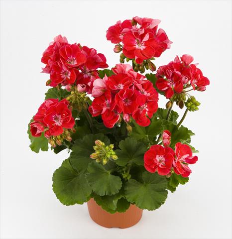 Foto fiore da  Vaso e aiola Pelargonium zonale Dark Costa Brava Red With Eye