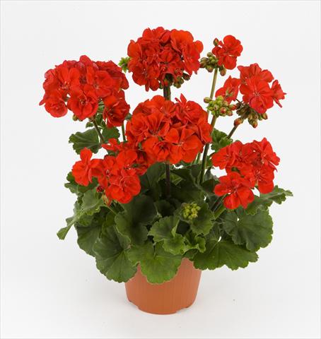 Foto fiore da  Vaso e aiola Pelargonium zonale Dark Costa Brava Red