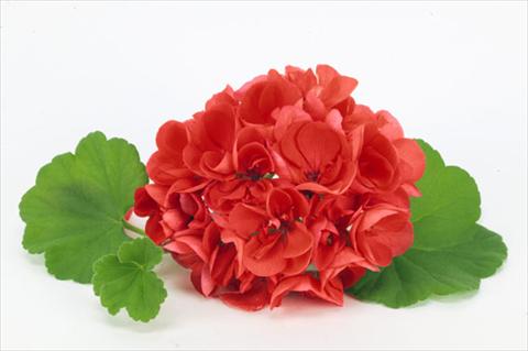 photo of flower to be used as: Pot and bedding Pelargonium zonale Perlenkette Orange