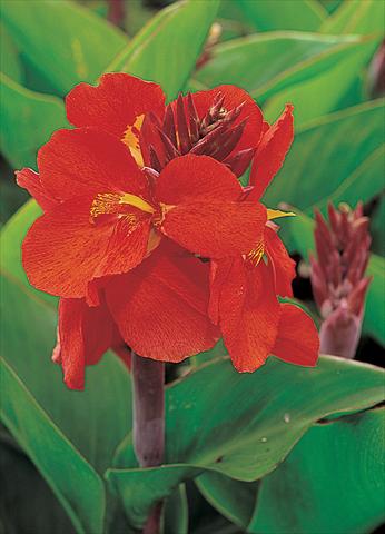 Foto fiore da  Vaso e aiola Canna hybrida Tropical Red