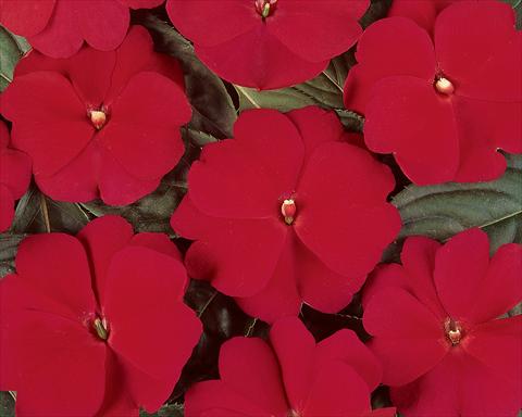 Foto fiore da  Vaso e aiola Impatiens hawkerii Divine Cherry Red