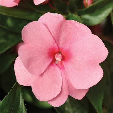 Foto fiore da  Vaso e aiola Impatiens hawkerii Divine Pink