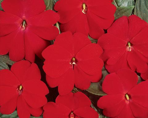 Foto fiore da  Vaso e aiola Impatiens hawkerii Divine Scarlet Red