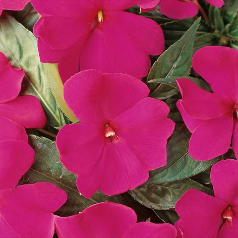 Foto fiore da  Vaso e aiola Impatiens hawkerii Divine Violet