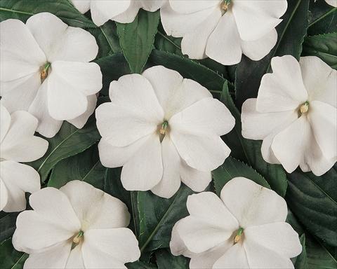 Foto fiore da  Vaso e aiola Impatiens hawkerii Divine White