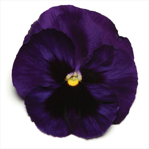 Foto fiore da  Vaso e aiola Viola wittrockiana Matrix Deep Blue Blotch