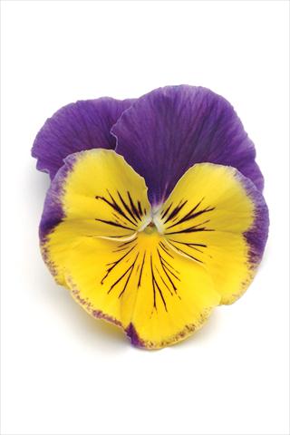 photo of flower to be used as: Pot and bedding Viola wittrockiana Matrix Morpheus