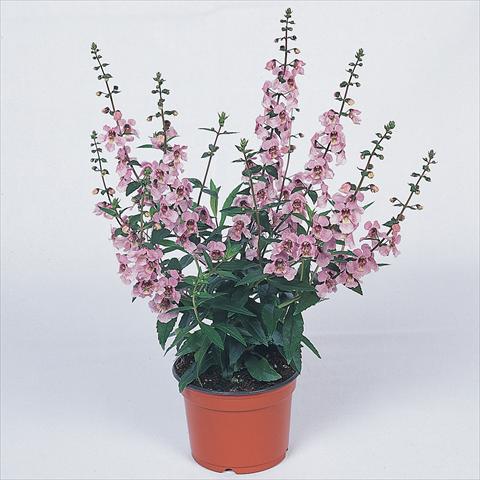 Foto fiore da  Aiuola e/o bordura Angelonia angustifolia Serena™ Lavender Pink