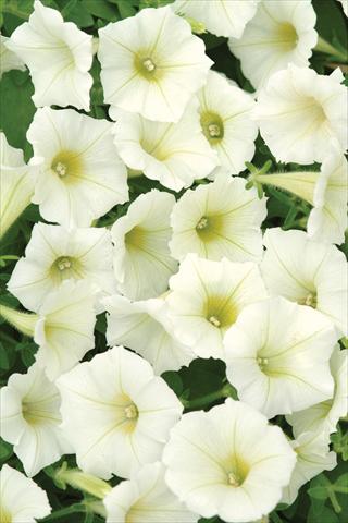 Foto fiore da  Vaso e aiola Petunia X hybrida Shock Wave Ivory