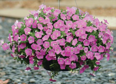 Foto fiore da  Vaso e aiola Petunia X hybrida Shock Wave Pink Shades