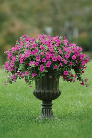 photo of flower to be used as: Pot and bedding Petunia X hybrida Shock Wave Purple
