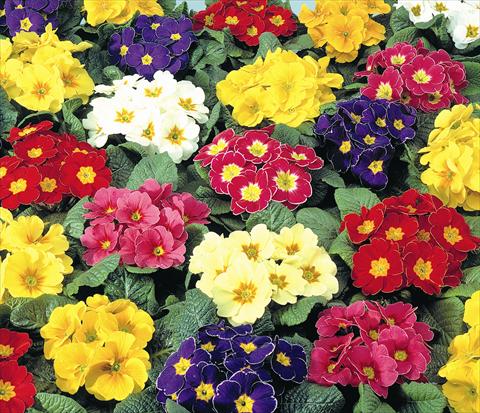 Foto fiore da  Vaso e aiola Primula acaulis, veris, vulgaris Diana