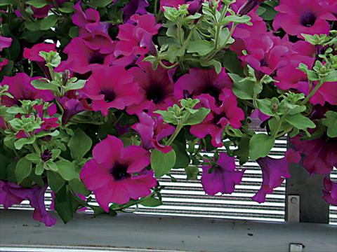 Foto fiore da  Basket o vaso Petunia pendula Surfinia® Purple