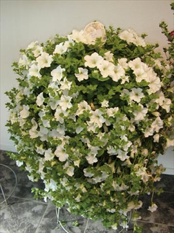 Foto fiore da  Basket o vaso Petunia pendula Surfinia® White