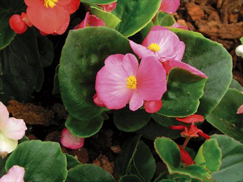 Foto fiore da  Vaso e aiola Begonia semperflorens Florida