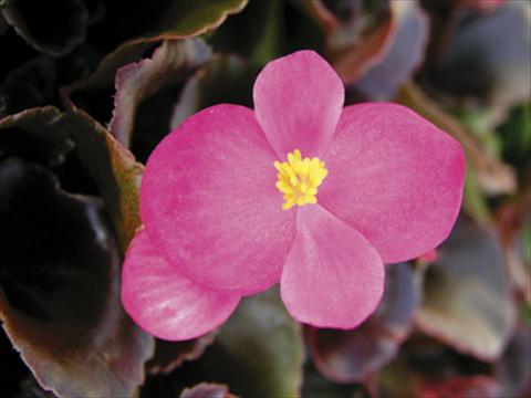 Foto fiore da  Vaso e aiola Begonia semperflorens Afrika