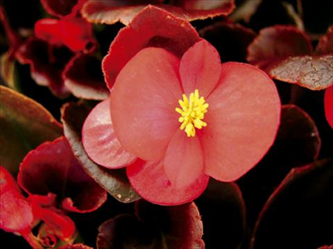 Foto fiore da  Vaso e aiola Begonia semperflorens Afrika