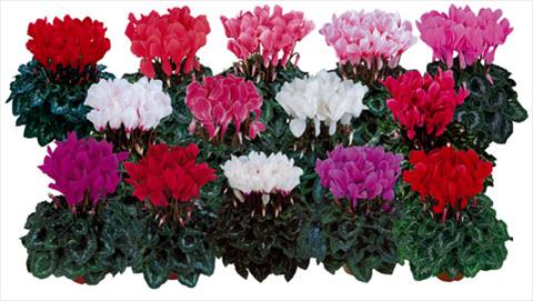 photo of flower to be used as: Pot and bedding Cyclamen persicum Halios®