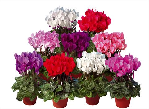 Foto fiore da  Vaso e aiola Cyclamen persicum mini Super Serie®s Mini Winter Mix