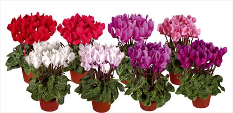 Foto fiore da  Vaso e aiola Cyclamen persicum mini Super Serie®s Verano Mix