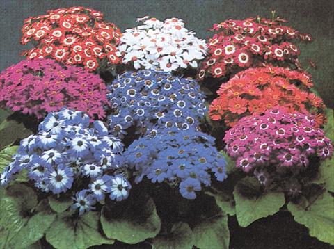 Foto fiore da  Vaso e aiola Senecium Cineraria Moll