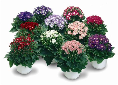 photo of flower to be used as: Pot and bedding Senecium Cineraria Star Wars