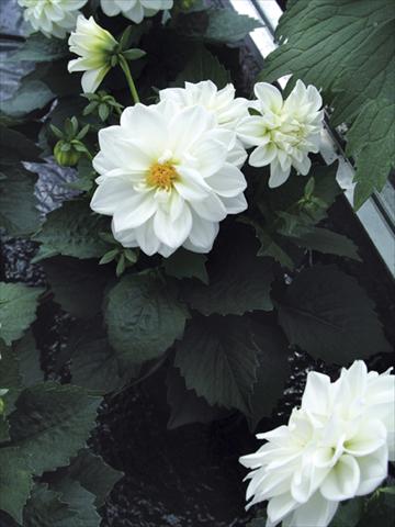 Foto fiore da  Vaso e aiola Dahlia Royal Dahlietta