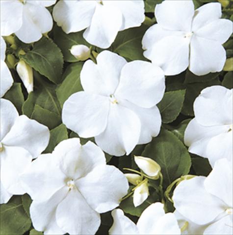 Foto fiore da  Vaso e aiola Impatiens walleriana Folletto Bianco