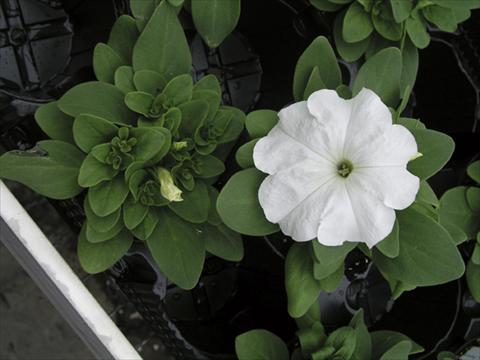 Foto fiore da  Aiuola e/o bordura Petunia x hybrida Compatta Bianco