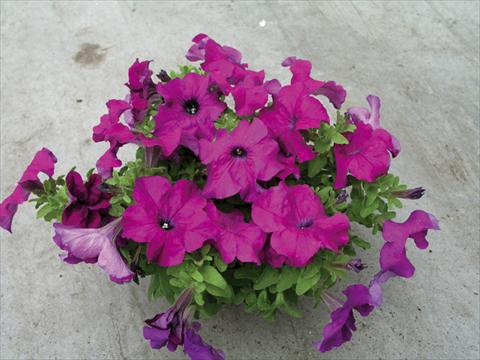 Foto fiore da  Aiuola e/o bordura Petunia x hybrida Compatta Porpora