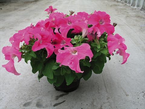 Foto fiore da  Aiuola e/o bordura Petunia x hybrida Compatta Rosa Scuro