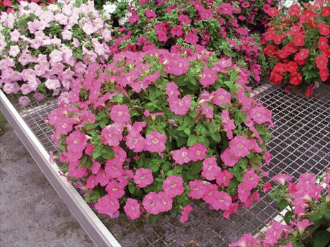 photo of flower to be used as: Basket / Pot Petunia x hybrida Nuvolari