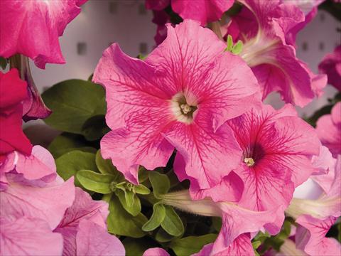photo of flower to be used as: Bedding / border plant Petunia x hybrida Compatta Rosa