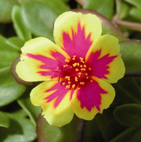 Foto fiore da  Basket o vaso Portulaca Duet Rose Improved