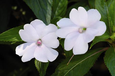 Foto fiore da  Aiuola e/o bordura Impatiens N. Guinea SunPatiens® Compact White