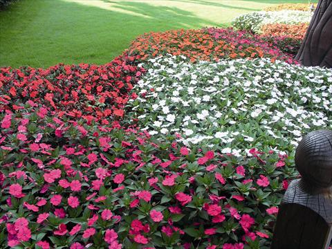 Foto fiore da  Aiuola e/o bordura Impatiens N. Guinea SunPatiens®